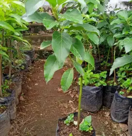 Bibit Alpukat Mentega Siap Tanam Siap berbuah