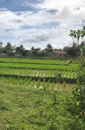 BU dijual tanah kaveling Lokasi Desa Margasari, Kec. Tigaraksa