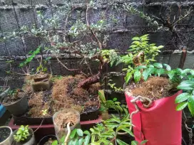 Bonsai santigi medium