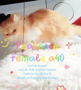 KUCING PEAKNOSE BETINA BEKASI UTARA