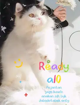 KUCING JANTAN BIRAHI BEKASI UTARA