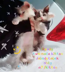 kitten jantan bekasi utara