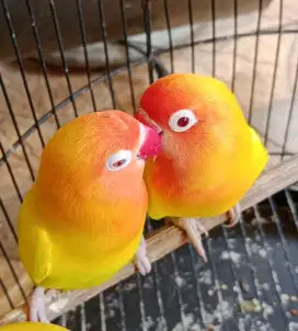 Lovebird lutino mata merah sepasang love bird