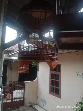 Perkutut bangkok jantan top