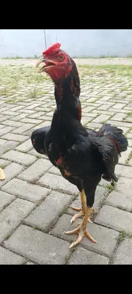 Ayam bangkok 7 bulan