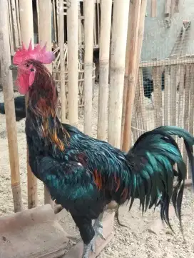 Ayam pelung trah juara