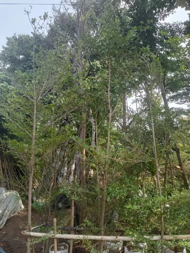 pohon ketapang kencana tinggi 3 meter