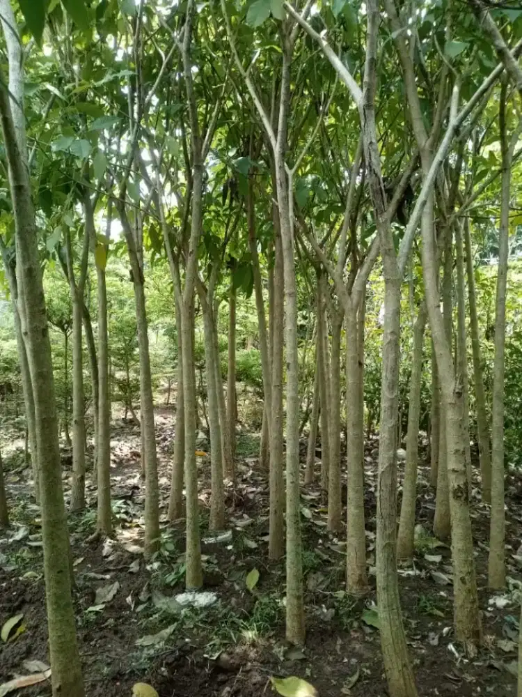 tanaman pohon tabebuya rosea bunga putih tinggi 3 meter