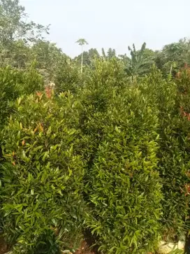 tanaman pohon pucuk merah tinggi 1,5 meter