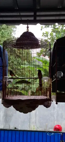 Burung murai batu medan