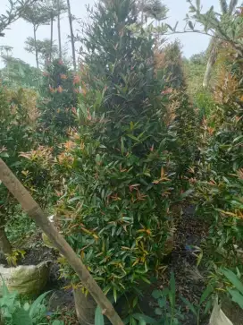tanaman pohon pucuk merah tinggi 1 meter
