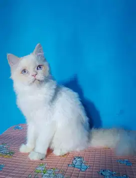 lepas adopt kitten persia