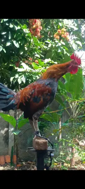 Ayam ketawa disco
