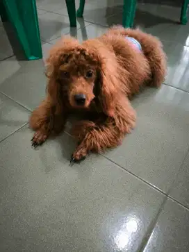 Di Adopsi anak anjing poodle jantan