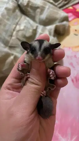 WTS Joey Sugar Glider Classic Grey (bukan peternak)