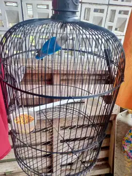 Burung Lovebird