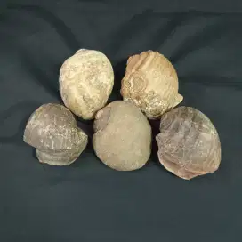 Kol Buntet - Batu Fosil Keong - Antik Asli Lawas
