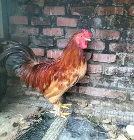 Ayam hias pejantan