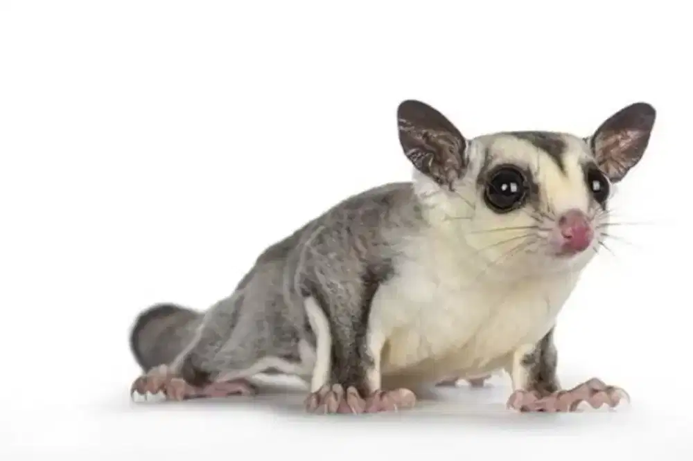 Jual SG joe lucu bonus kandang besar