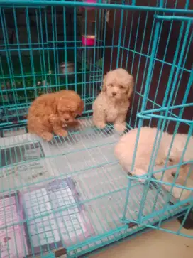 Toy Poodle Betina