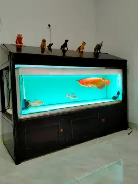 Arowana Super Red I Tiaw Lung 50cm UP