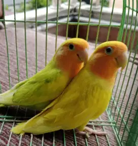 Lovebird NK pasangan