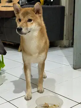 Anjing Shiba inu jantan 8 bulanan