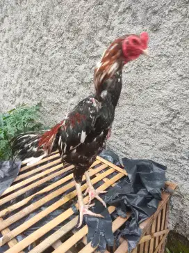 Ayam Bangkok muda brumbun