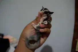 Sugar Glider Joey Mozaic Ring tail