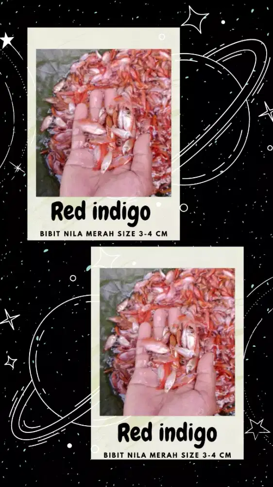 Bibit nila merah