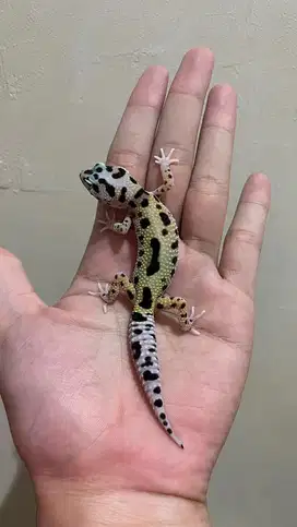 Gecko Macksnow Jungle Jantan