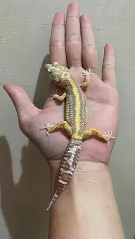 Gecko Tremper Bold Stripe Jantan