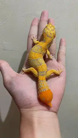 Gecko Sunspot Jantan