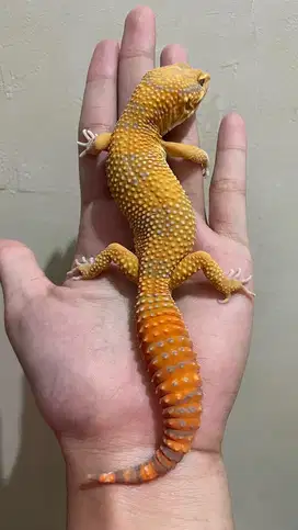 Gecko Sunspot Jantan