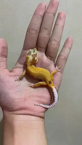 Gecko Aptor Betina