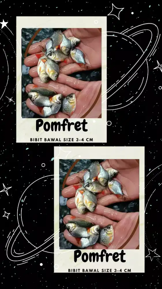 Bibit ikan bawal