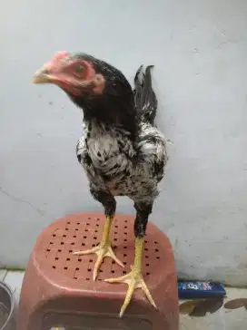 Anak ayam bangkok