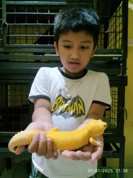 Leopard Gecko panjang 26.5 cm