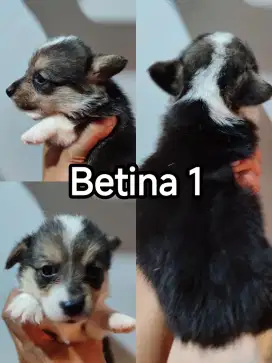 corgi betina stb