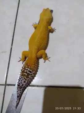 Leopard Gecko Shtct panjang 25.9cm