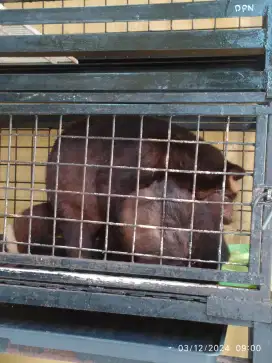 Dimahar sepasang Musang Bulan jinak + kandang susunnya