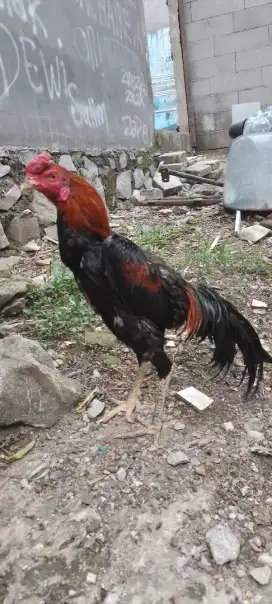 Ayam bangkok sisik.uned joss