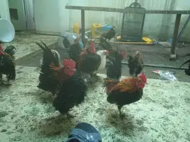 Ayam serama jantan