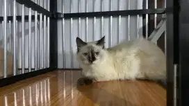 kitten himalaya