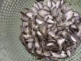 Sedia bibit ikan Lele, gurame, patin