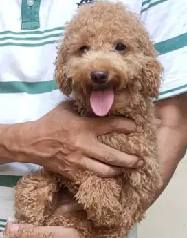 Poodle apricote murah