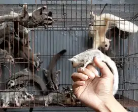 Ready sugarglider