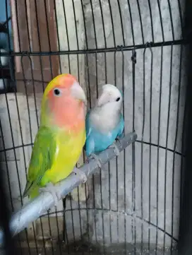 Lovebird NK sepasang