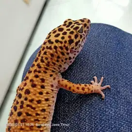 Gecko jantan eclipse