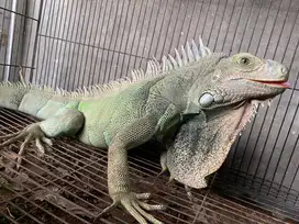 Green iguana dewasa